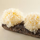 Crema Facial Bosques de Tremella